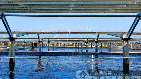 廣西首個(gè)海水漁光互補(bǔ)光伏電站并網(wǎng)發(fā)電