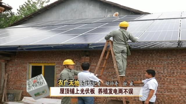 新奇特：光伏板下養孔雀！