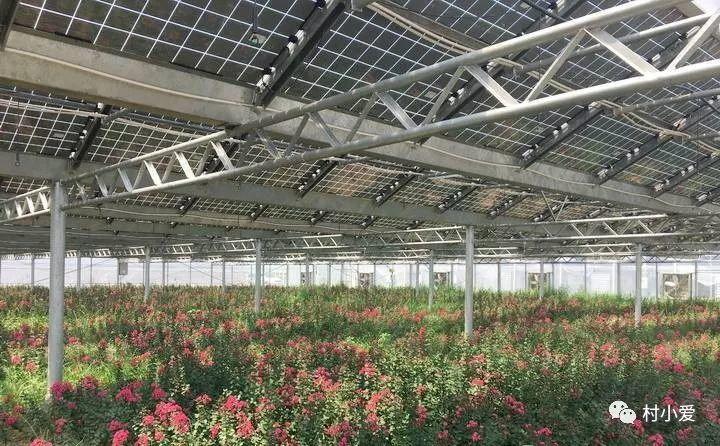 他在屋頂上建了個“光伏花圃”，上面發電，下面種花，愜意~