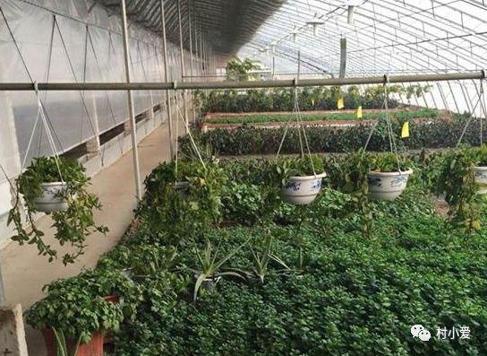 他在屋頂上建了個“光伏花圃”，上面發電，下面種花，愜意~