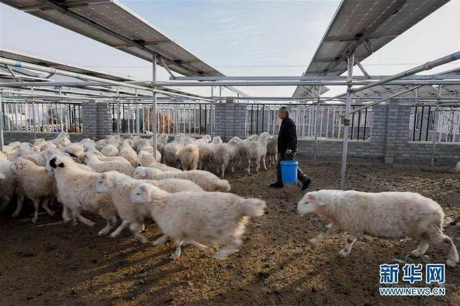 組圖 | “光伏村”的新生活