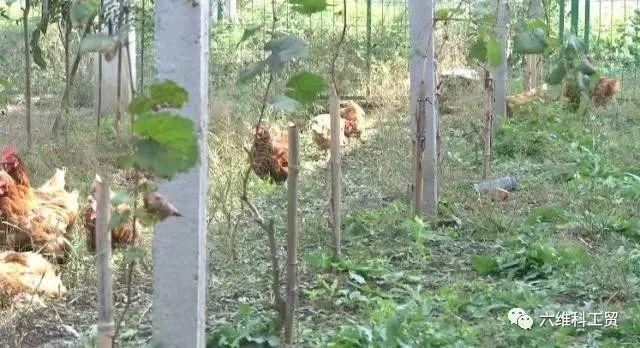 央視揭秘 | 能種能養，能發電；從空中到地面，一塊地賺幾份錢……