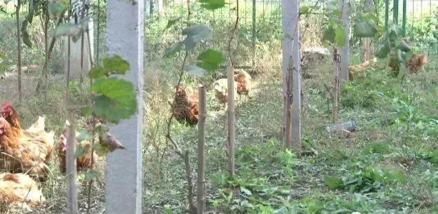 光伏+蟹、雞、魚、羊、菜…光伏板下的農(nóng)場(chǎng)由此誕生！