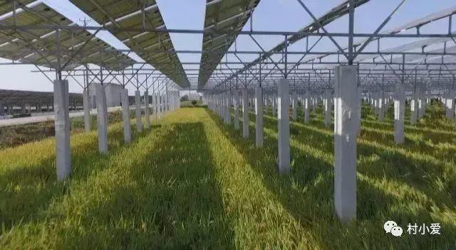 光伏+蟹、雞、魚、羊、菜…光伏板下的農(nóng)場(chǎng)由此誕生！