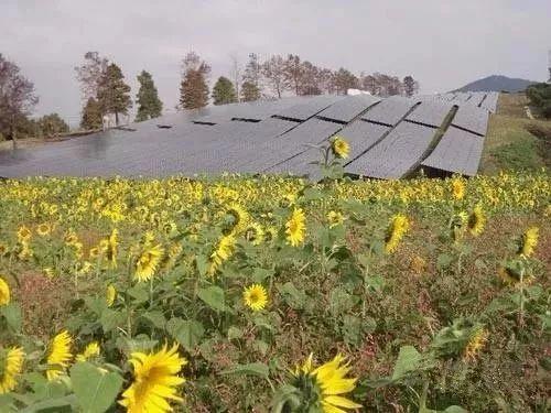 你沒見過的高顏值光伏+模式，時尚賺錢兩不誤