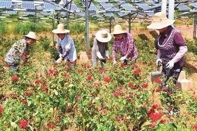 你沒見過的高顏值光伏+模式，時尚賺錢兩不誤