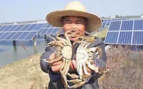 這樣養魚，可以有雙倍收入！